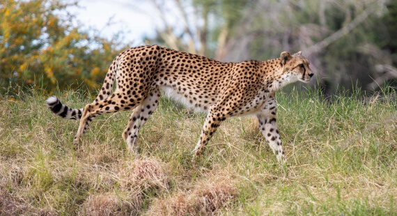 african safari