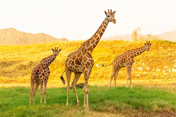 giraffe