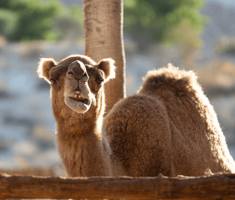 camel