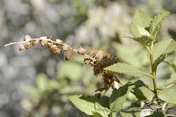 GOOSEFOOT BURSAGE