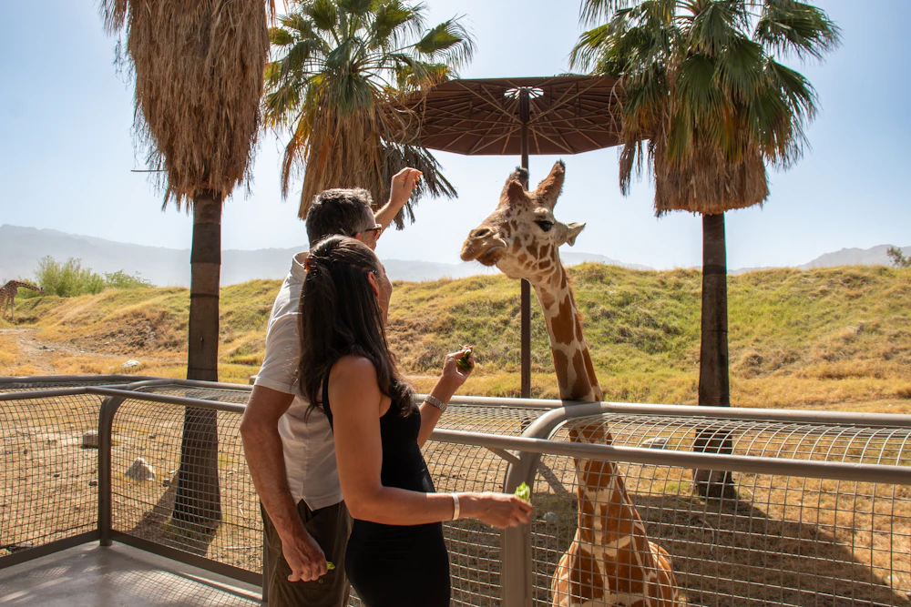 Giraffe Feeding